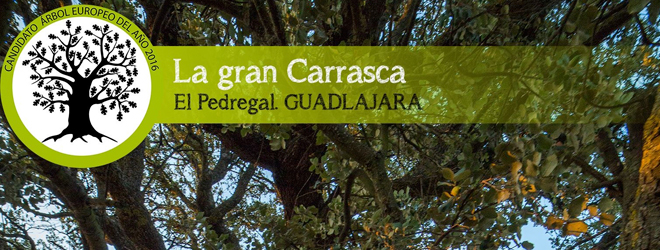 La gran Carrasca de el Pedregal en RTCLM
